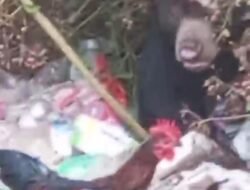 Warga Lambar Geger Kemunculan Beruang Hitam,Mencari Makan di Tempat Sampah
