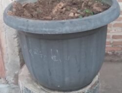 Bonsai Jenis Lohansung Raib di Gondol Maling Saat Sipemilik Solat Subuh
