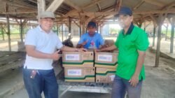 Ratusan Hektare Sawah di Negeri Katon Diserang Hama Tikus, Dinas TPH Pesawaran Salurkan Bantuan Racun Tikus