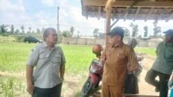 Direktorat Konservasi Kementerian Pertanian Tinjau Sawah Terdampak Kekeringan di Pesawaran