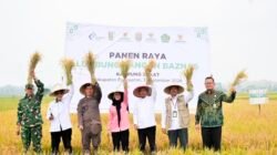 Panen Raya Lumbung Pangan BAZNAS Pesawaran,60 Petani Mustahik Dibina
